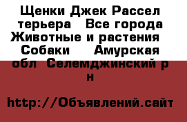 Щенки Джек Рассел терьера - Все города Животные и растения » Собаки   . Амурская обл.,Селемджинский р-н